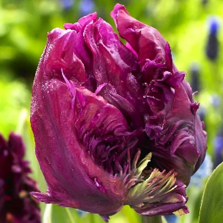 Tulipan Papuzi Parrot Prince 5 szt.