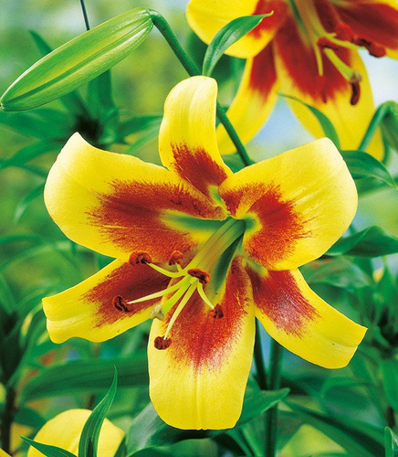 Lilia drzewiasta Robert Swanson 1 szt