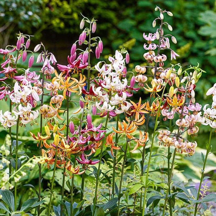 Lilia martagon złotogłów Martagon MIX 3 szt XXL 20/24