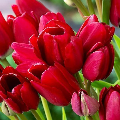 Tulipan wielokwiatowy Fiery Club 5 szt.