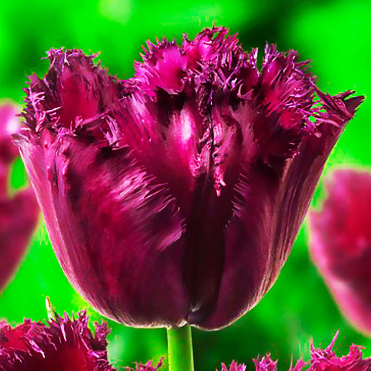 Tulipan strzępiasty Gorilla 5 szt.