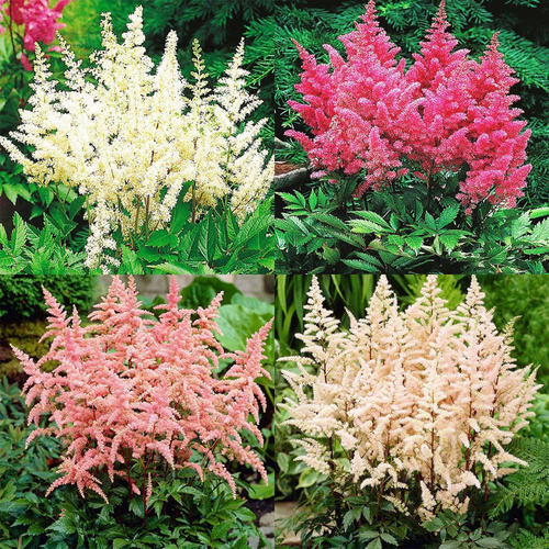 Zestaw jasny ASTIBLE - Tawułka 4 szt.