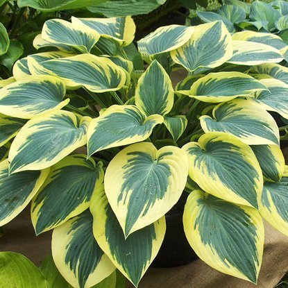 Funkia Hosta Autumn Frost 1 szt