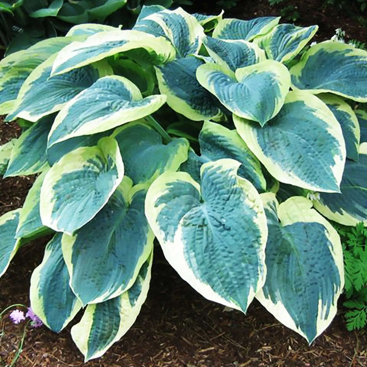 Funkia Hosta olbrzymia American Halo 1 szt