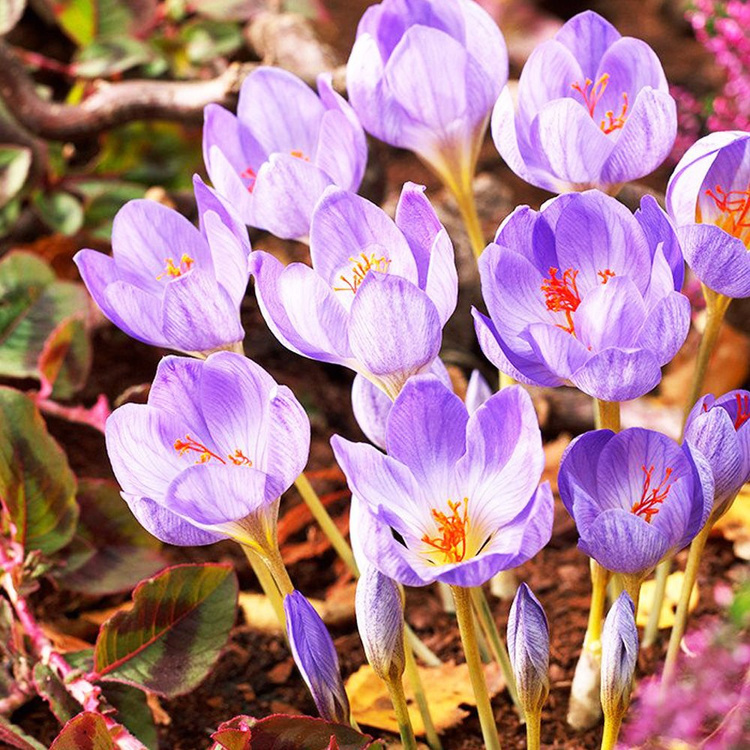 Krokus jesienny (Crocus fall) Speciosus 10 szt.