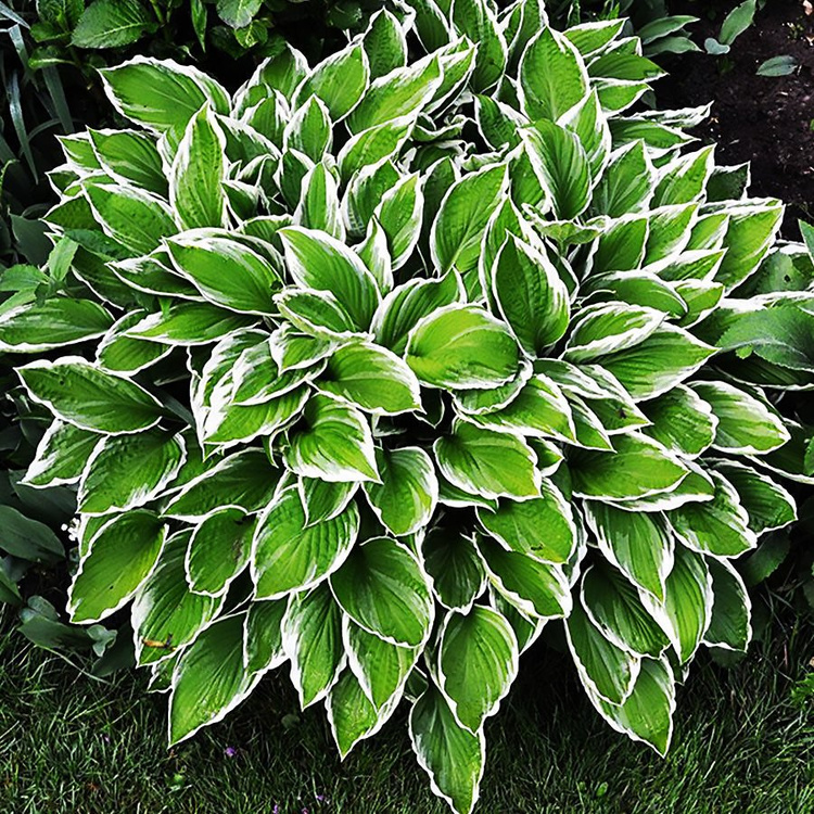 Funkia Hosta Albomarginata 1 szt