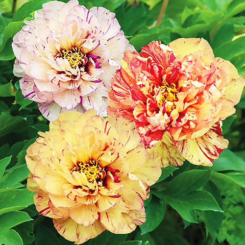 Piwonia Itoh Lollipop 1 szt