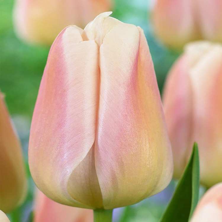Tulipan darwina Apricot Pride 5 szt.