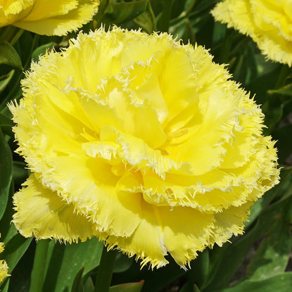 Tulipan pełny strzępiasty Lemon Shoot 5 szt.