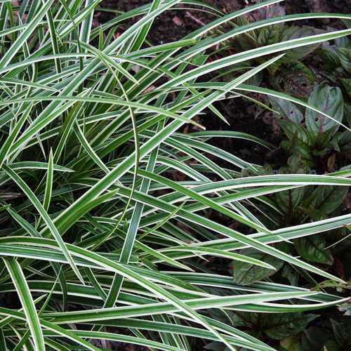 Turzyca trawa carex Ice Dance 1 szt