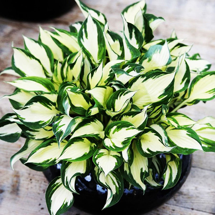 Funkia Hosta Fire and Ice 1 szt