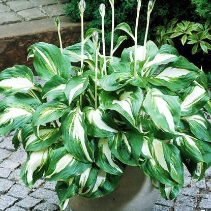 Funkia Hosta dwukolorowa Mediovariegata 1 szt