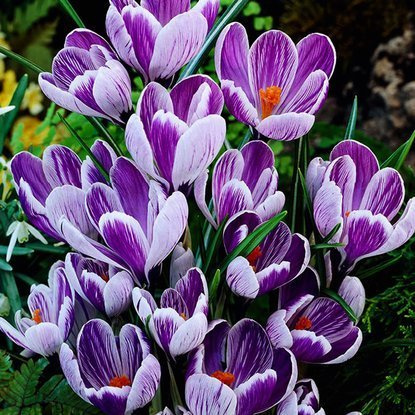 Krokus (Crocus) King of de Striped 10 szt. XXL