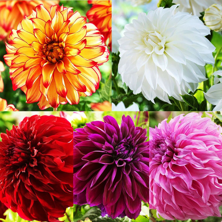 Zestaw 236 DAHLIA - Dalia dekoracyjna 5 szt.