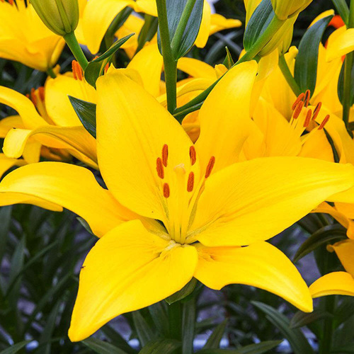 Lilia azjatycka Yellow County 1 szt