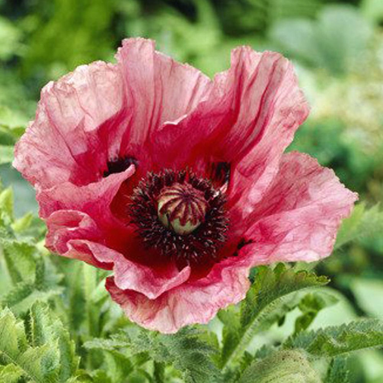 Mak Papaver orientale Raspberry Queen 1 szt