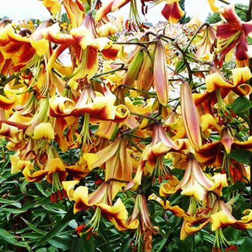 Lilia drzewiasta Robert Swanson 1 szt