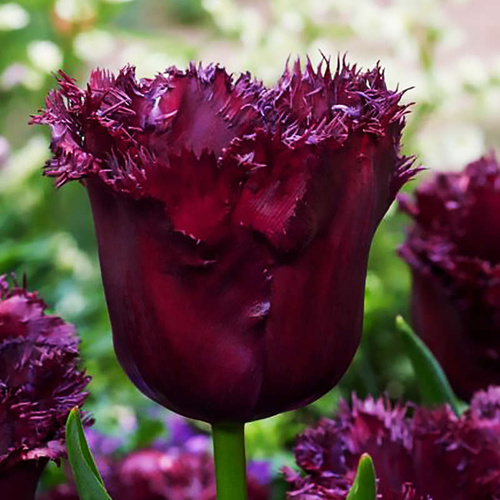 Tulipan strzępiasty Gorilla 5 szt.