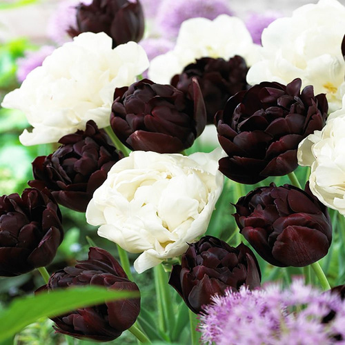 Tulipan pełny późny Black Hero / Mondial 10 szt.