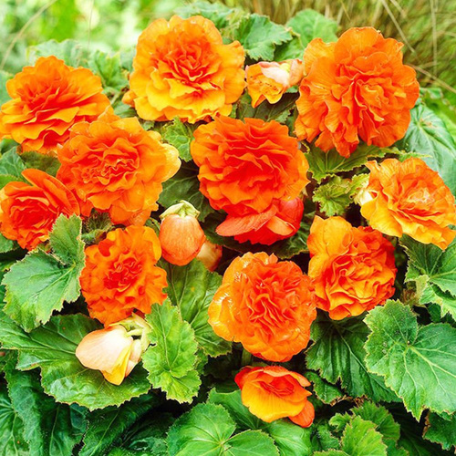 Begonia wielokwiatowa Pomarańczowa 1 szt