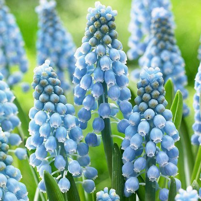 Szafirek (Muscari) Cupido 10 szt.