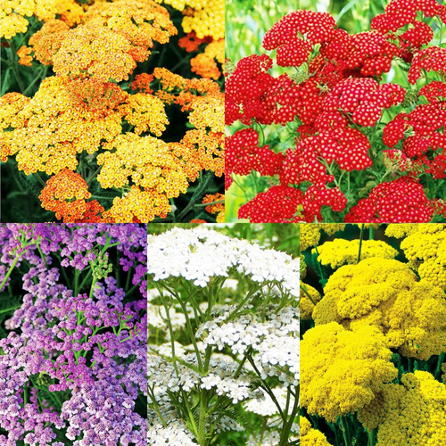 Zestaw 1 Achillea - Krwawnik 5 szt.