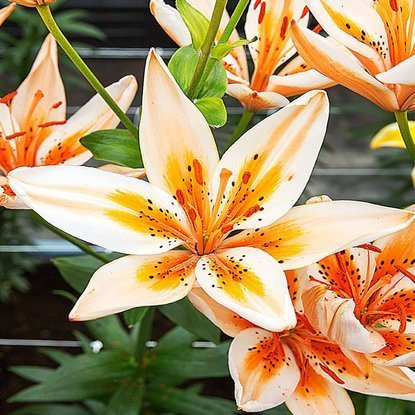 Lilia azjatycka Orange Electric 1 szt