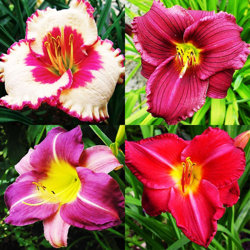 Liliowiec zestaw różowy 4 sztuki 