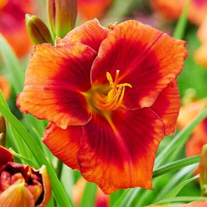 Liliowiec Hemerocallis Frank Smith 1 szt