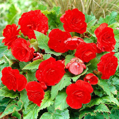 Begonia wielokwiatowa Czerwona 1 szt