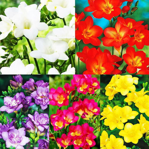 Zestaw 42 Fressia Double - Frezja pełna 50 szt.