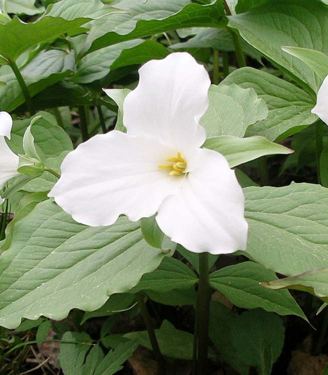 Trójlist Trillium Grandiflorum 1 szt