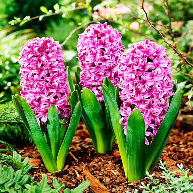 Hiacynt (Hyacinthus) miss saigon 3 szt.