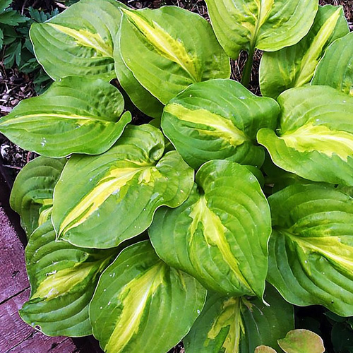 Funkia Hosta Mango Tango 1 szt