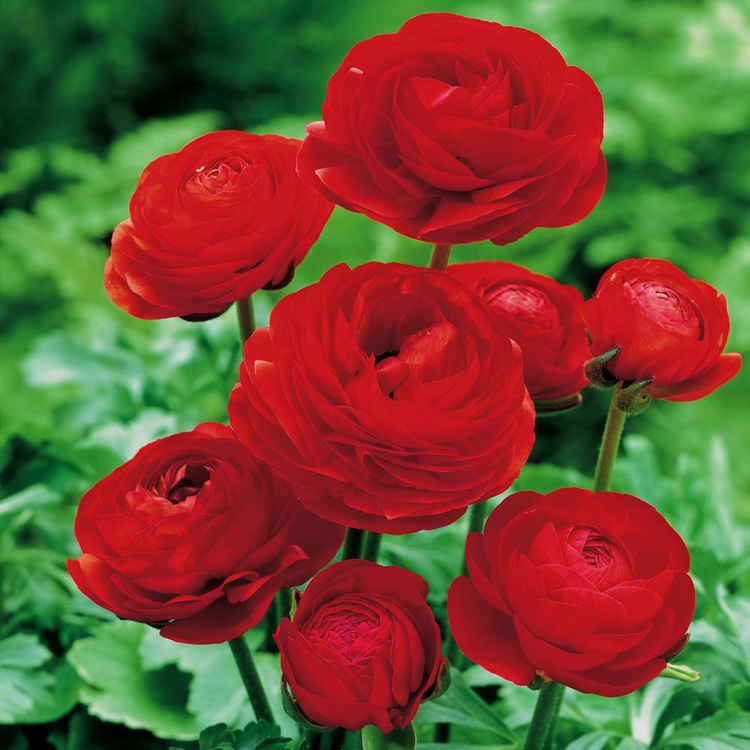 Jaskier Ranunculus Czerwony 5 szt