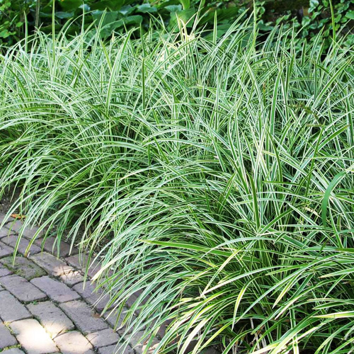 Turzyca trawa carex Ice Dance 1 szt