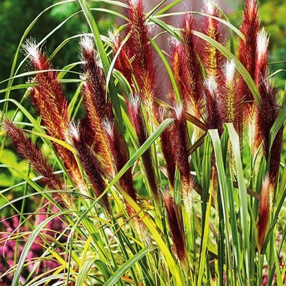 Rozplenica japońska Pennisetum Red Head 1 szt