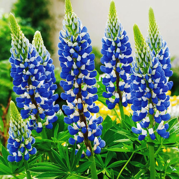 Łubin Lupinus The Govenor 1 szt