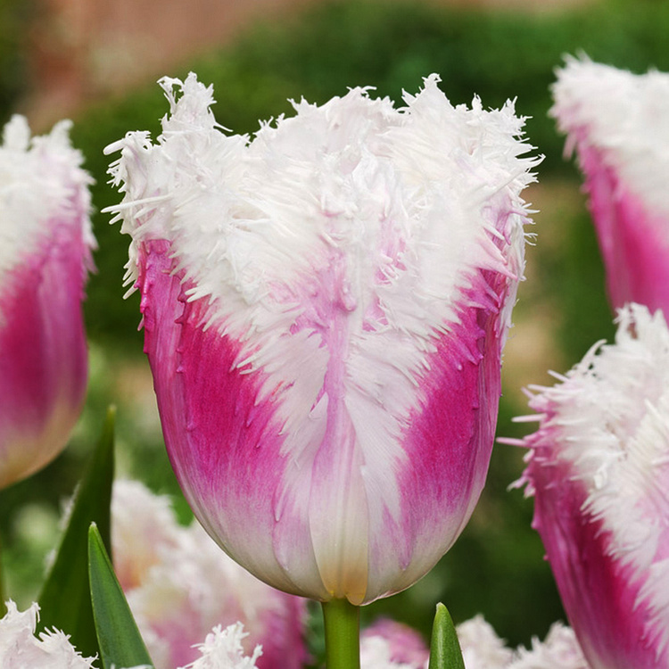 Tulipan strzępiasty Huis ten Bosch 5 szt.