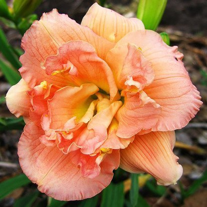 Liliowiec Hemerocallis Siloam Double Classic 1 szt