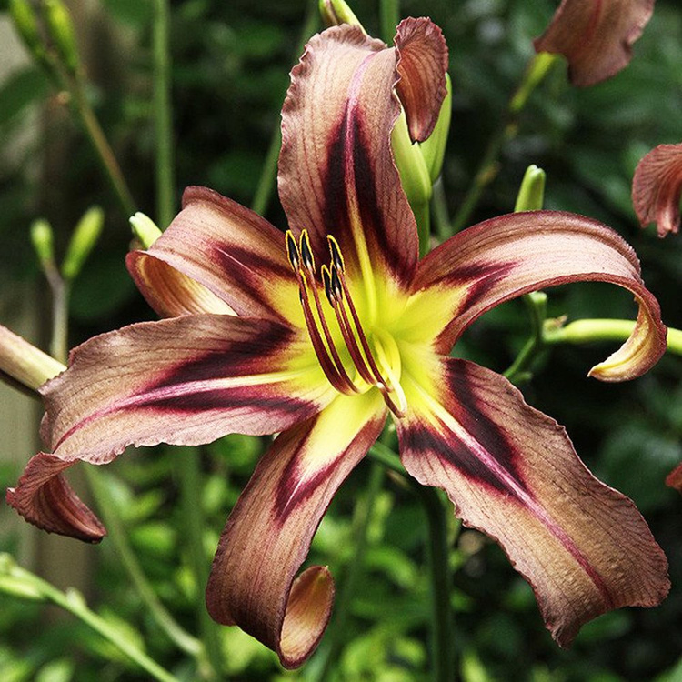 Liliowiec Hemerocallis Black Arrowhead 1 szt