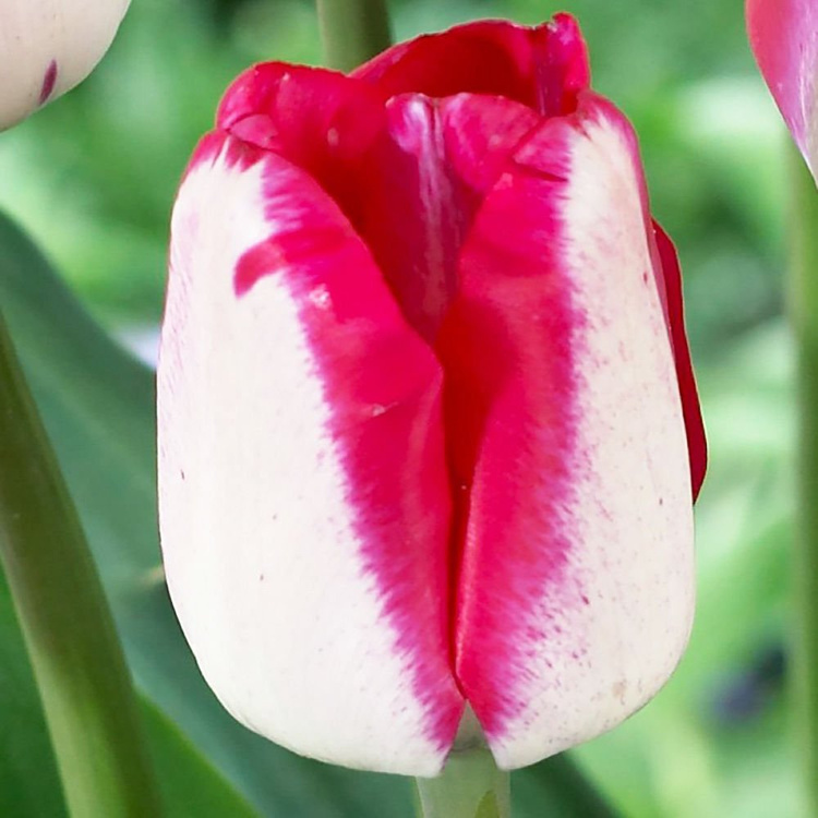 Tulipan triumph Just Kissed 5 szt.