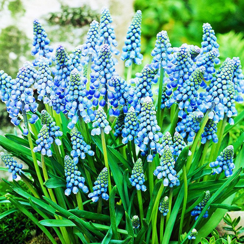 Szafirek (Muscari) Armeniacum XL 100 szt.