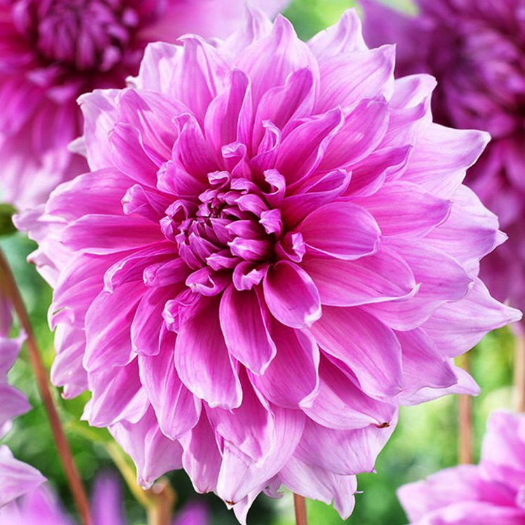 Dalia dekoracyjna Lavender Perfection 1 szt