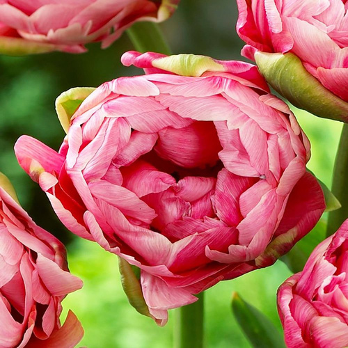 Tulipan pełny wczesny Wedding Gift 5 szt.