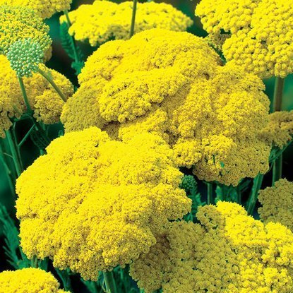 Krwawnik Achillea Filipendulina 1 szt