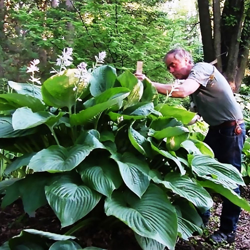Funkia Hosta olbrzymia Jurassic Park 1 szt