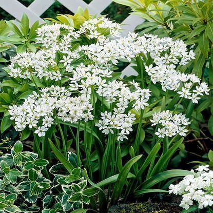 Czosnek Allium Neapolitanum 20 szt