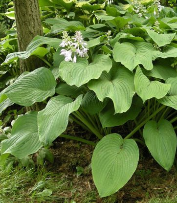 Funkia Hosta Kingsize 1 szt