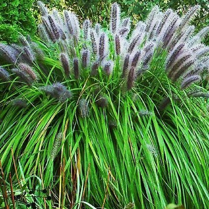 Rozplenica japońska Pennisetum Black Beauty 1 szt